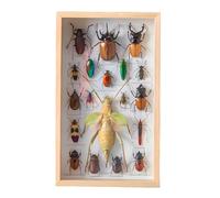 DRXRD Vitrina de Insectos Reales, Caja de Taxidermia de Insectos Mixtos con Marco de Madera y Cierre para Colgar, para Educación y Enseñanza (34 x 20.5 x 4.3cm) A