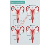 DSZUJTYROP Women Reproductive Health Poster Menstrual Cycle Hormone Education Print(Framed,16x24inch(40x60cm))