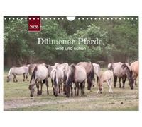 Dülmener Pferde, wild und schön (Wandkalender 2026 DIN A4 quer), CALVENDO Monatskalender: Die LETZTEN ihrer Art in Europa ...