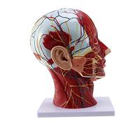 Duendhd Cerebro anatómico humano para la enseñanza de neurociencia con etiquetas 2 asignaturas modelo de anatomía de tamaño natural para el aprendizaje de la ciencia