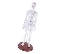 Duiaynke Modelo de acupuntura humana de PVC suave para herbolario, figura de médico, cuerpo, acupuntura china, meridianos transparentes y suministros educativos de acupuntura (mujer)