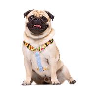 Dukier Sweets Arnés Clásico para perros