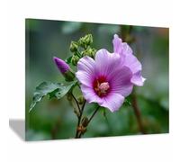 DunPei Decoración de Pared con Motivo Floral de Acuarela, Flores limpias Ambiente Romántico para Dormitorio Matrimonio o Salón（multicolor-70x100cm Enmarcado