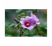 DunPei Decoración de Pared con Motivo Floral de Acuarela, Flores limpias Ambiente Romántico para Dormitorio Matrimonio o Salón（multicolor-70x100cm Sin marco