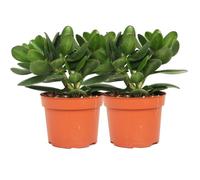 Duo de Suculentas DECOALIVE Set de Dos Plantas de Jade Crassula Ovata