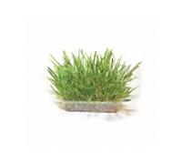 Duvo hierba catnip para gato, 70 gr