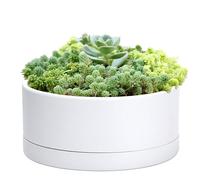 D'vine Dev Maceta de plástico Poco Profunda de 10 Pulgadas, Maceta Grande Redonda para suculentas con Orificio de Drenaje y Salsa, Maceta Decorativa para bonsái para Plantas de Interior, Blanco,