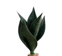 DystopiaWorld Planta artificial de serpiente de PVC, 25 cm de altura, decoración realista de follaje, vegetación de bajo mantenimiento, decoración versátil para el hogar y la oficina (verde oscuro)