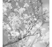 eaj - when the rain stopped following me (EP) (Ocean Blue Vinyl) [VINYL] [Vinilo]