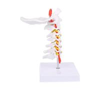 EAnatomical Models - Modelo anatómico de vértebra cervical cerhumana humana, arteria, columna vertebral, nervios espinales, modelo anatómico para aprender anatomía