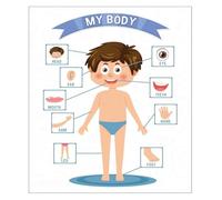 Early Learners Human Body Educational Poster My Body Anatomy Chart for Kids Fabric Wall Poster for School and Homeschool Classroom(Unframed,08x12inch(20x30cm))