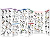 East Africa Birds: A Folding Pocket Guide to Familiar Species in Kenya, Tanzania & Uganda (Pocket Naturalist Guide)