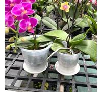EasyByMall 5 macetas transparentes de plástico con platillos para orquídeas, macetas transparentes para trasplante de orquídeas de interior (19 cm)