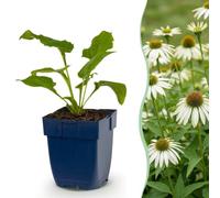 Echinacea purp. Alba - Echinacea - Plantas que atraen a abejas y mariposas - Blanca - 6 plantas - 15-25cm - Ø11cm - Planta de jardín