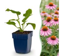 Echinacea purp. Magnus - Echinacea - Plantas que atraen a abejas y mariposas - Rosa - 6 plantas - 15-25cm - Ø11cm - Planta de jardín