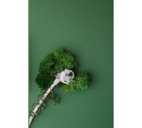 Eco Energy Notebook: 120-Page Ruled Notebook - Nature-Inspired Journal for Ideas, Notes, and Creativity