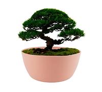 ECOMACETAS FLOWERPOT STORE Maceta de Bonsai Redonda Baja de Plástico, para Suculentas, Captus y Crasas. Color Rosa (1, 30 cm)