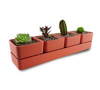 ECOMACETAS FLOWERPOT STORE Maceta para Suculentas con 4 recipientes, 6 Colores Distintos, con Drenaje y Bandeja Incluido. (Rojo Coral, 1 und)