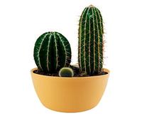 ECOMACETAS FLOWERPOT STORE Maceta Redonda Baja Amarilla. Maceta para Mini Cactus, Suculentas, Crasas o Bonsai. 30 cm