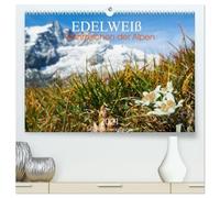 Edelweiß - Wahrzeichen der Alpen (hochwertiger Premium Wandkalender 2026 DIN A2 quer), Kunstdruck in Hochglanz: Die Blume der Alpen