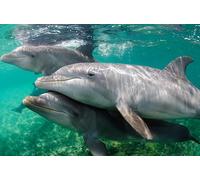 Edition Colibri Delfines bajo el agua 3D lenticular tarjeta postal / holograma de delfines bajo el agua (10041)