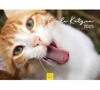 Edition Seidel Calendario premium 2025 con diseño de gatos geniales, DIN A4, calendario de pared, calendario para gatos, mascotas, gatitos, gatos, gatos, gatitos, frases divertidas, motivación