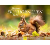 Edition Seidel Calendario premium 2026 con ardilla amada, formato DIN A4, calendario de pared, calendario de animales, animales salvajes, bosque nativo, cristiano Müringer
