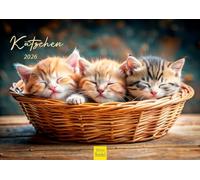 Edition Seidel Calendario prémium 2026 DIN A4, calendario de pared, calendario para gatos, gatos, gatos, niños, gatitos, animales y mascotas