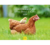 Edition Seidel Calendario premium 2026, formato DIN A4, calendario de pared, calendario de animales, pollos, mascotas, pollo, pollo y pájaros