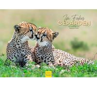 Edition Seidel Calendario premium con diseño de guepardo 2026, formato DIN A3, calendario de pared, animales, guepardo, animales salvajes, sabana, naturaleza, amante de los animales, melanie viola