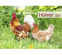 Edition Seidel Calendario premium con forma de gallinas 2026, formato DIN A4, calendario de pared, calendario de animales, pollos, mascotas, pollo, polluelos y pájaros