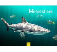 Edition Seidel Calendario premium de animales marinos 2026, formato DIN A3, calendario de pared, calendario de animales, delfines, ballenas, tiburones, medusas, tortugas, rayas, payaso, corales, peces