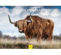 Edition Seidel Calendario premium de las tierras altas escocesas 2025, formato DIN A3, calendario de pared, calendario de animales, Escocia, Highland Cattle Kyloe, vacas, terneros
