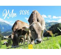 Edition Seidel Calendario premium de vacas 2026, formato DIN A4, calendario de pared, calendario de vaca, vaca, ternera, animales domésticos, granja