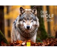 Edition Seidel Calendario Premium El Lobo 2026, formato DIN A4, calendario de pared, calendario de animales, animales salvajes, manada de lobo, bosque natural