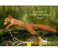 Edition Seidel Calendario premium fascinación animales en el bosque 2026 formato DIN A4 calendario de pared calendario animales del bosque vida natural