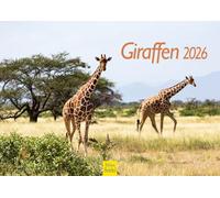 Edition Seidel Calendario premium fascinación jirafas 2026 formato DIN A4 calendario de pared calendario de animales África Sudáfrica Kenia Serengeti estepa sabana jirafa toro vacas animales salvajes