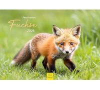 Edition Seidel Calendario premium fascinación zorros 2026 formato DIN A4 calendario de pared calendario animal zorro familia zorro zorro niños animales salvajes animales del bosque