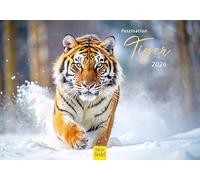 Edition Seidel Calendario Premium Fascination Tiger 2026, formato DIN A5, calendario de pared, calendario de animales, África, Asia, familia de tigres, cachorros, gatos, gatos grandes, depredadores