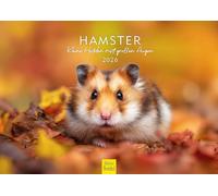 Edition Seidel Calendario premium para hámster - Pequeños héroes con ojos grandes 2026, formato DIN A4, calendario de pared, calendario de animales, mamíferos, mascotas, roedores, lindos