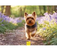 Edition Seidel Calendario premium pequeño compañero Yorkshire Terrier 2026, formato DIN A4, calendario de pared, perro, mascota, cachorro, perra