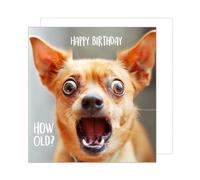 Edition Seidel Tarjeta de cumpleaños cuadrada premium con sobre, tarjeta de felicitación Happy Birthday Billet Animal Tarjeta Niños Hombre Mujer Cool Perro Humor Divertid