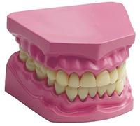 Edu Science 03091 Anatomical Teeth/Dental Set Model, multi-color