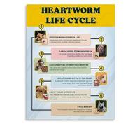 Educational Canvas Painting of the Heartworm Life Cycle for Animal Hospital Wall(Unframed,16x24inch(40x60cm))