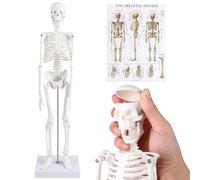 EFUTURETIME Mini Modelo Anatómico de Esqueleto Humano de 45 cm con Brazos y Piernas Móviles Incluye Póster para La Enseñanza Médica Básica, Decoración, Regalos de Fisioterapia