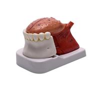 EHJRE Modelo de Anatomía de La Lengua Humana con Mandíbula Y Dientes Inferiores para Enseñar a Los Niños