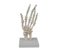 EHJRE Modelo de Mano Humana Modelo de Anatomía Educativa para Investigación Explicación Docente