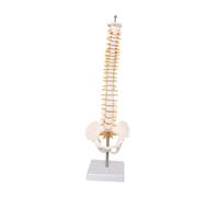 EHJRE Spine Model 45 Cm Ayuda Docente Modelo de Vertebral para de Estudio de Ciencias