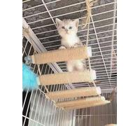 EHOTER Marco de escalada para gatos al aire libre, árbol de gato, puente de escalada de pared, escalera de cuerda para gatos, mascotas, marco de escalada para pared, pared de gato, cuerda de muebles