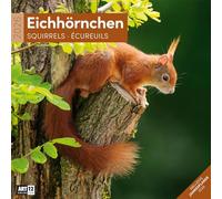 Eichhörnchen Broschürenkalender 2026 - 30x30 - Art12: Niedlicher Tier-Kalender im schlanken Hochformat (aufgeklappt 30x60 cm) | Eintrage-Kalendarium